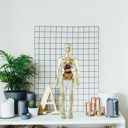 3D human body torso model for kids anatomy model skeleton